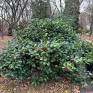 Ilex Opaca Clarendon Spreading Dwarf American Holly Live Plant 12 Inch Tall 1 Gallon Pot