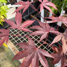 Acer Palmatum Moonfire Japanese Maple Live Plant 1 Gallon Pot