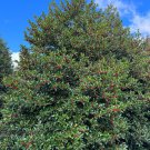 Ilex X Koehneana Koehne Holly 1 Gallon Pot