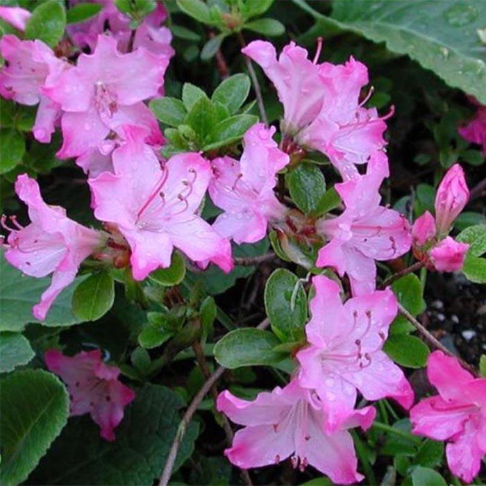 Azalea Kiusianum Komo Kulshan Live Plant 1 Gallon Pot