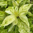 Hydrangea Paniculata Yuki Gessho 1 Gallon Pot Variegated Hydrangea