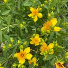 Hypericum Kalmianum Kalms St Johns Wort Live Plant 1 Gallon Pot Size Plant