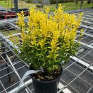 Euonymus Japonicus Happiness Wintercreeper Live Plant 1 Gallon Pot Size Plant