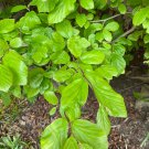 Parrotia Persica Victor Persian Ironwood Live Plant 1 Gallon Pot