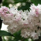 Syringa Vulgaris Krasavitsa Moskvy Beauty Of Moscow Lilac Live Plant 1 Gallon Pot