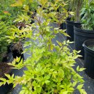 Xanthorhiza Simplicissima Yellowroot Shrub Live Plant 1 Gallon Pot
