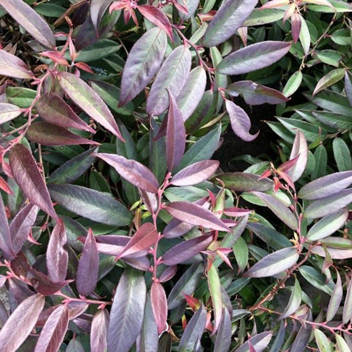 Leucothoe Axillaris Rejoyce Rejoyce Coastal Leucothoe Live Plant 1 Gallon Pot
