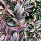 Leucothoe Axillaris Rejoyce Rejoyce Coastal Leucothoe Live Plant 1 Gallon Pot