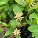 Calycanthus Floridus Athens Green Flowering Sweet Shrub 1 Gallon Pot Size Plant