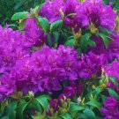 Lees Dark Purple Rhododendron Live Plant 2 Gallon Pot Size Plant