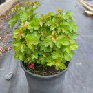Dwarf European Snowball Bush Viburnum Opulus Nanum 1 Gallon Pot