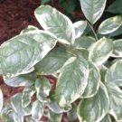 Orixa Japonica Variegata Pearl Frost Japanese Orixa Live Plant 1 Gallon Pot