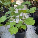 Ribes Sanguineum King Edward Vii 1 Gallon Pot Size Live Plant