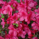 Azalea Mothers Day Live Plant 1 Gallon Pot