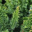 Chamaecyparis Obtusa Filicoides Fernspray Hinoki Cypress 20 Inch Tall 5 Inch Pot Size Plant