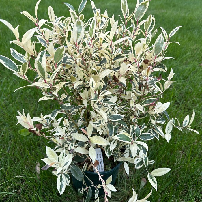 Leucothoe X Sparkle Leucothoe Live Plant 1 Gallon Pot