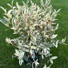 Leucothoe X Sparkle Leucothoe Live Plant 1 Gallon Pot