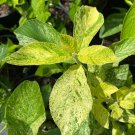 Clethra Alnifolia Woodlanders Sarah Variegated Summersweet 1 Gallon Pot