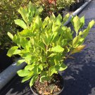 Clethra Alnifolia Native Sweet Pepperbush 1 Gallon Pot