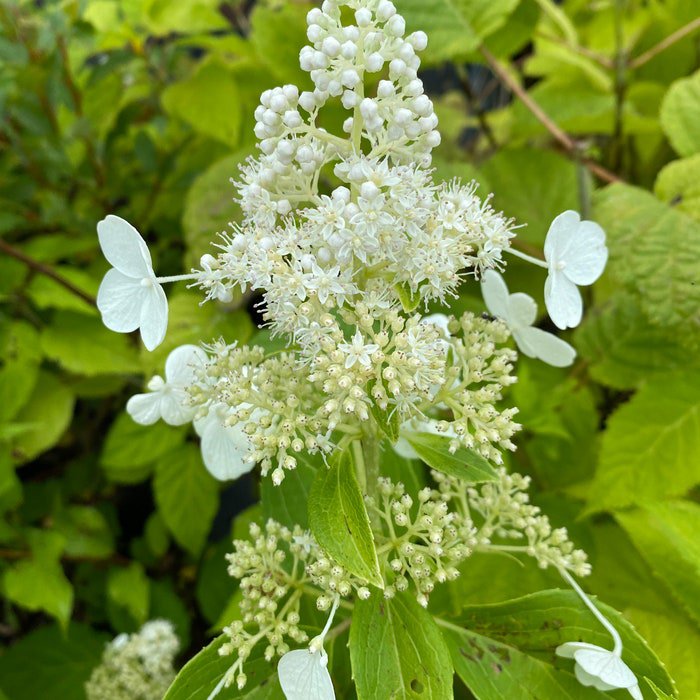 Hydrangea Paniculata Kyushu 1 Gallon Pot Hydrangea