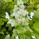 Hydrangea Paniculata Kyushu 1 Gallon Pot Hydrangea