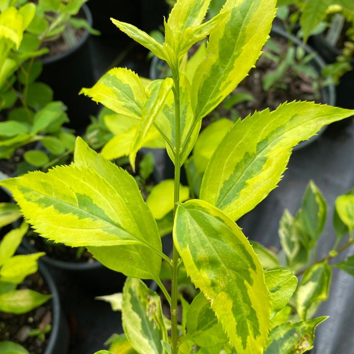 Forsythia X Intermedia Evergold Variegated Forsythia Live Plant 1 Gallon Pot