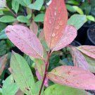 Itea Virginica Merlot Virginia Sweetspire 1 Gallon Pot Size Plant