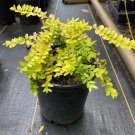Lonicera Nitida Baggesen S Gold 1 Gallon Pot