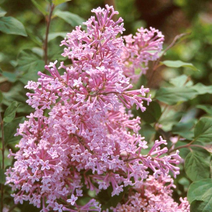 Syringa X Josee Reblooming Lilac Live Plant 12 Inch Tall 1 Gallon Pot