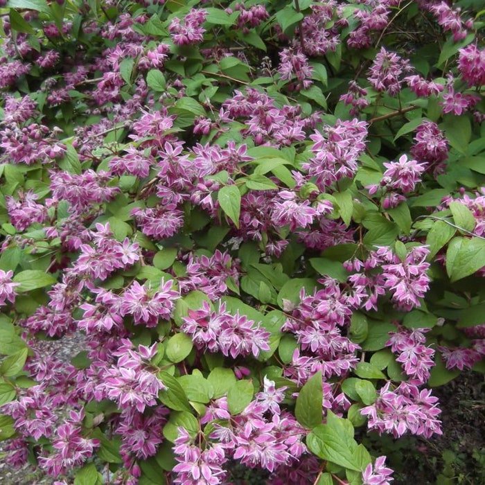 Deutzia &Atilde;� Hybrida Strawberry Fields Live Plant 1 Gallon Pot