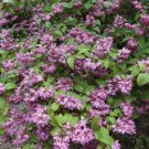 Deutzia × Hybrida Strawberry Fields Live Plant 1 Gallon Pot