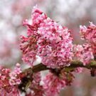 Pink Dawn Viburnum Viburnum X Bodnantense Pink Dawn 1 Gallon Pot