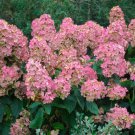 Hydrangea Paniculata Pink Diamond Panicle Hydrangea 1 Gallon Pot