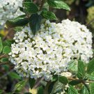 Viburnum × Burkwoodii Burkwood Viburnum 1 Gallon Pot Size Live Plant