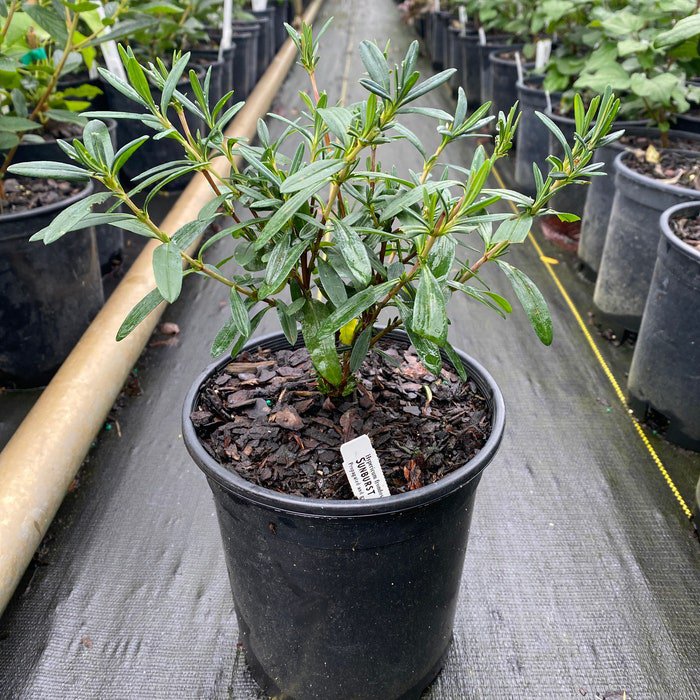 Hypericum Frondosura Sunburst St Johns Wort Live Plant 1 Gallon Pot Size Plant