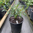 Hypericum Frondosura Sunburst St Johns Wort Live Plant 1 Gallon Pot Size Plant