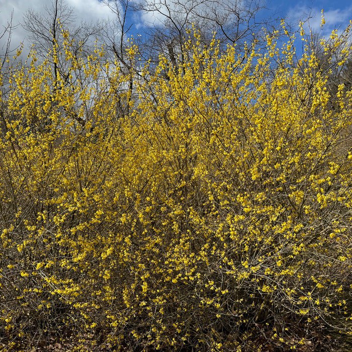 Northern Sun Forsythia Shrub Live Plant Forsythia X Intermedia 1 Gallon Pot