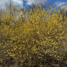 Northern Sun Forsythia Shrub Live Plant Forsythia X Intermedia 1 Gallon Pot