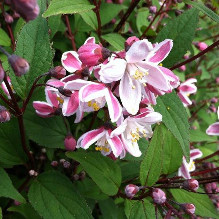Deutzia Crenata Nikko Blush Nikko Blush Deutzia Live Plant 12 Inch Tall 1 Gallon Pot