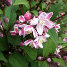 Deutzia Crenata Nikko Blush Nikko Blush Deutzia Live Plant 12 Inch Tall 1 Gallon Pot