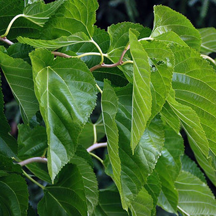 Morus Alba Unryu Contorted Mulberry Live Plant 12 Inch Tall 1 Gallon Pot