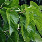 Morus Alba Unryu Contorted Mulberry Live Plant 12 Inch Tall 1 Gallon Pot