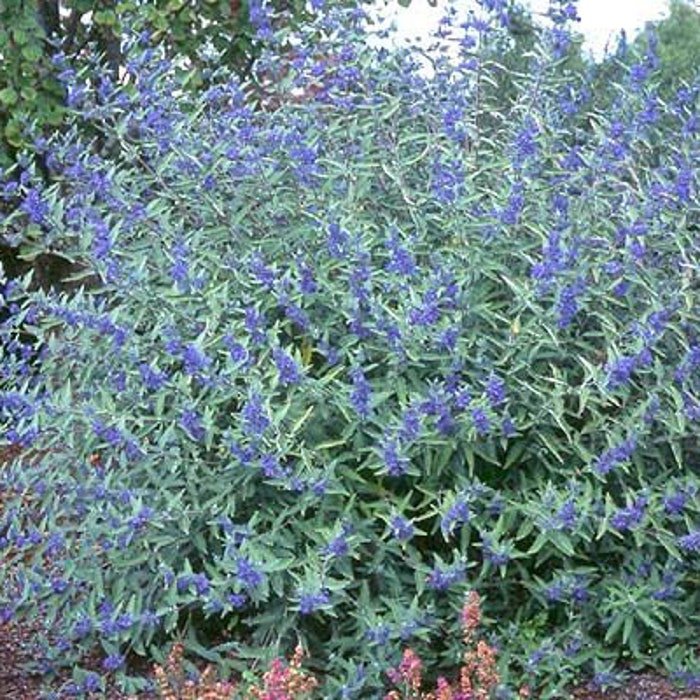 Caryopteris X Clandonensis Blue Mist Blue Mist Bluebeard 12 Inch Tall 1 Gallon Pot