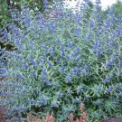 Caryopteris X Clandonensis Blue Mist Blue Mist Bluebeard 12 Inch Tall 1 Gallon Pot