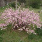 Prunus Glandulosa Rosea Plena Dwarf Pink Flowering Almond Live Plant 1 Gallon Pot