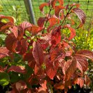Doublefile Viburnum Viburnum Plicatum F Plicatum Newzam 1 Gallon Pot Size Plant