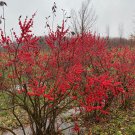 Ilex Verticillata Maryland Beauty Female Winterberry 12 Inch Tall 1 Gallon Pot