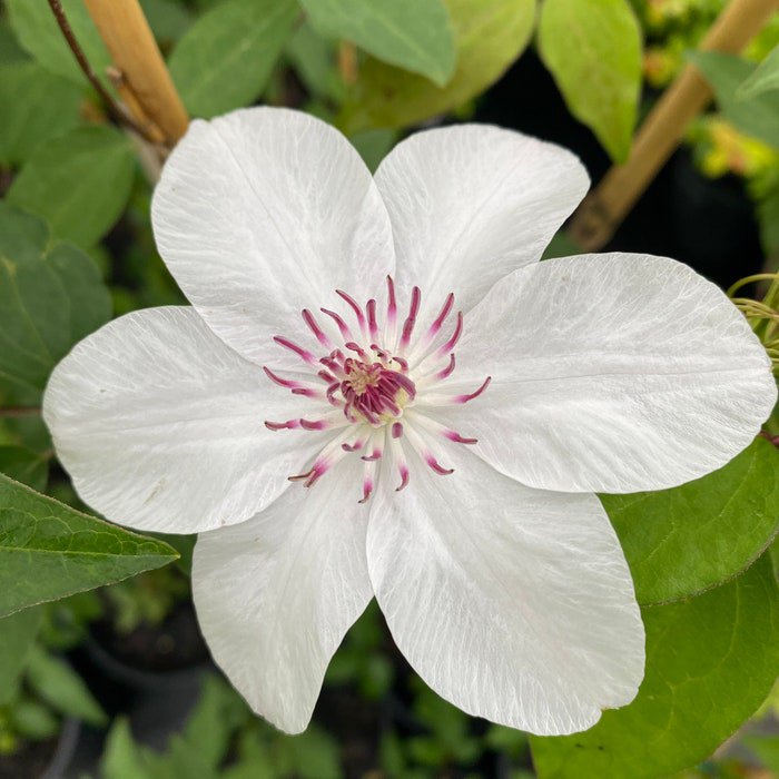 Clematis Miss Bateman White Flowering Clematis Vine 1 Gallon Pot Size