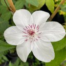 Clematis Miss Bateman White Flowering Clematis Vine 1 Gallon Pot Size