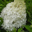 Hydrangea Paniculata Phantom 1 Gallon Pot